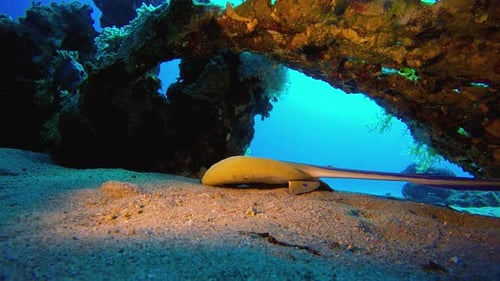 Blue Spotted Stingray Gliding Under Coral Reef Ledge