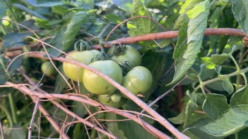 Green tomatos growing in the kitchen garden