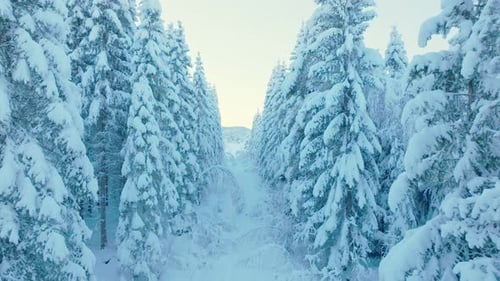 Aerial View of Snowy Evergreen Trees in Winter
