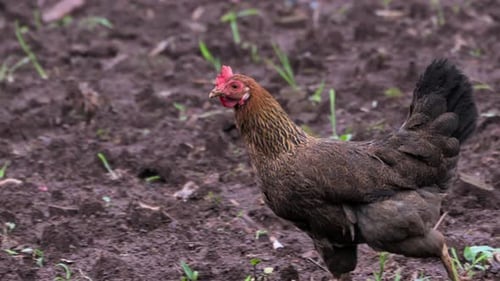 chicken finding food closeup shot