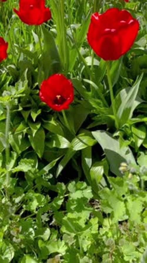 Vibrant Red Tulips Blooming in Spring Garden
