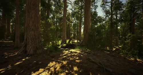 Sunlight Filtering Through Tall Trees in a Serene Forest Landscape