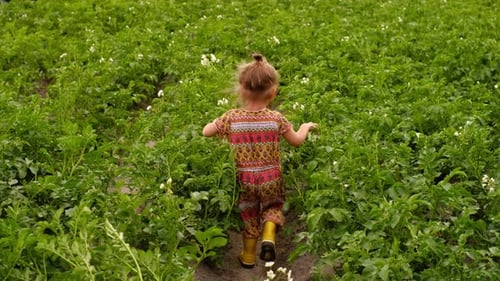A child in yellow rubber boots walks among rows of flowering potatoes in the vegetable garden.