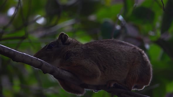 Moco or Rock Cavy Animal in Nature, Nature Stock Footage ft. animal ...