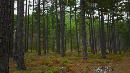 Luftbild eines grünen Waldes mit hohen Baumlinien