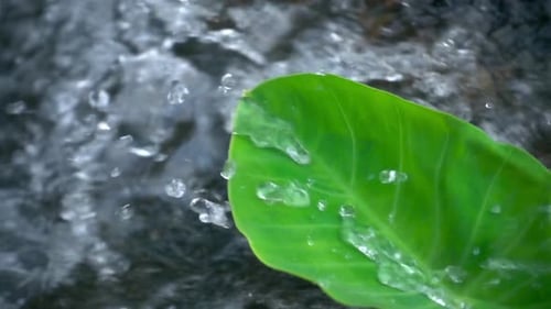Water Drop Falling
