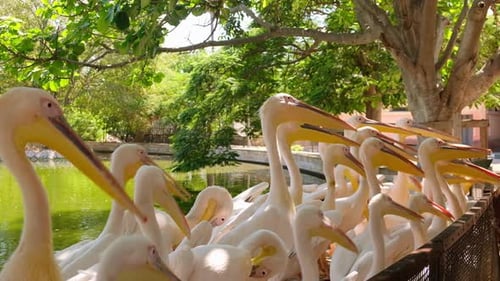 Pelicans in a Zoo