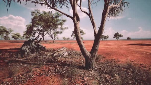 Slow Zoom into Red Outback Landscape with Eucalyptus Trees