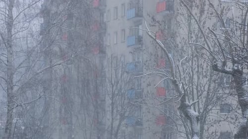 Extreme Falling Snow Between Trees During Heavy Snowfall in Winter City on Cold Evening Trees