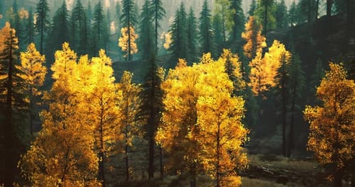 Vibrant Autumn Colors in a Serene Forest Landscape with Tall Trees