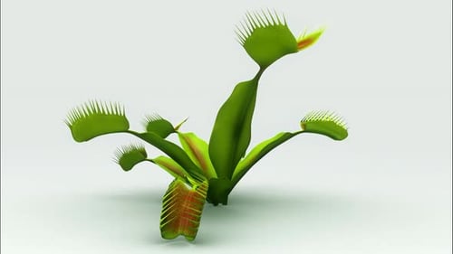 Realistic venus flytrap plant with green carnivorous leaves