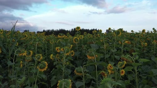 Sunflower field in the evening, Latvia, Europe, aerial truck right