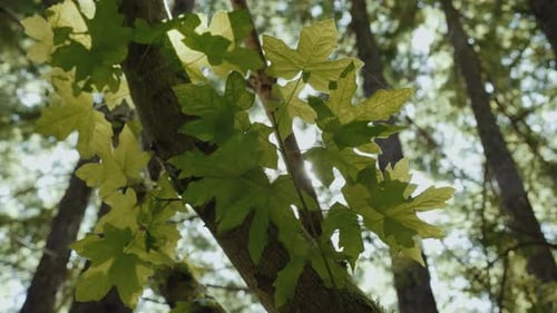 Grüne Blätter im Wald, durch die die Sonne scheint. 4K.