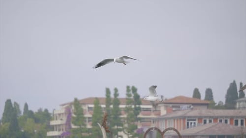 Flock of seagulls flying gracefully over coastal resort in outdoor freedom SLOW MOTION