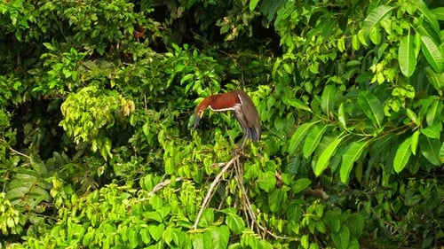 Rufescent Tiger Heron Perched on a Branch in Tambopata, Peruvian Amazon Jungle