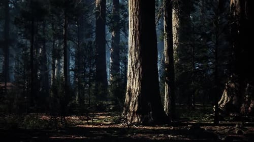 La lumière du soleil filtre à travers d'anciens séquoias dans un cadre forestier serein