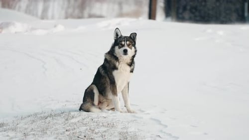 Slow motion shot of a wild dog perched atop snow with forest backdrop
