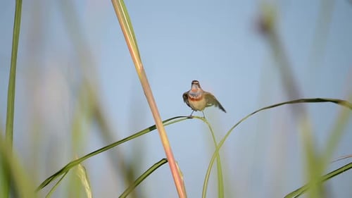 Small Bird Perched on a Reed Stem