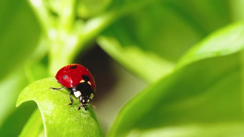 Ladybug in the Green Grass in the Forest