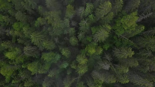 Shaggy Forest With Spruce Treetops During Spring At Daytime In Countryside. - Aerial Drone Shot