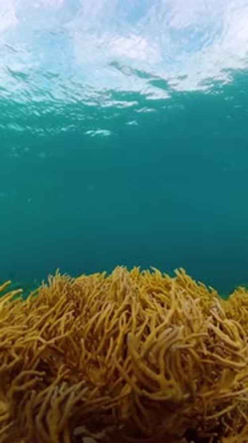 Corals and Fish Scene Underwater World
