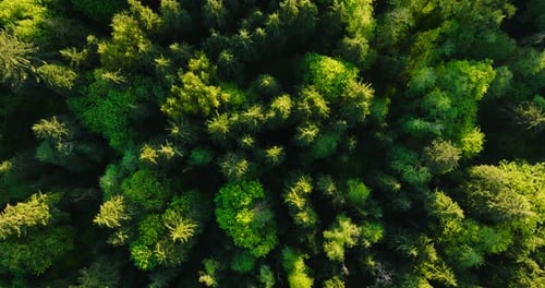 Top Down View of the Coniferous Forest Camera Rises and Spins