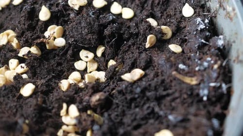 Putting Small Seed of Hot Pepper in a Pot with Soil