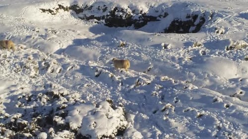 Sheep Walk Through Snowy Winter Countryside