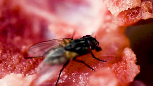 Fly Crawling on Raw Meat Close Up