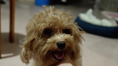 Cute Dog Being Scratched Under the Chin Indoors