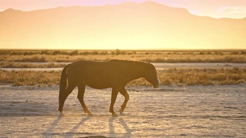 Horse Walks Serene Landscape at Sunset