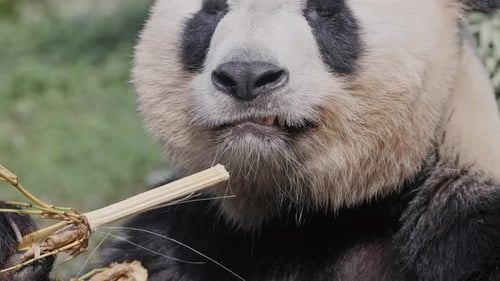 Panda beim Essen aus nächster Nähe
