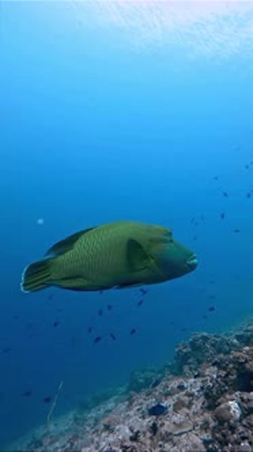 Giant Reef Fish Swimming in Deep Blue Ocean