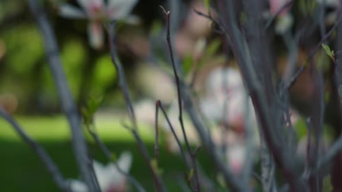 Bush Branches Blossoming with Beautiful Small White Flowers in Closeup. Tranquil Nature