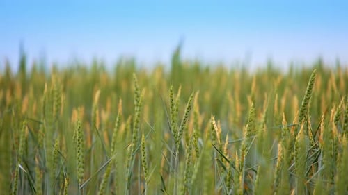 Getreide reift in der Sonne auf dem landwirtschaftlichen Feld. Einige Ährchen bewegen sich langsam im Wind. Nahaufnahme