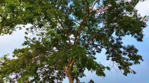 Huge Tree - Slow Motion Shot