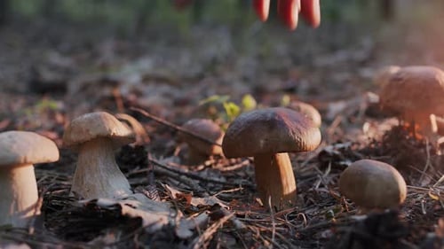 Ripe porcini mushrooms (boletus or cep) in an autumn forest, shooting from below.
