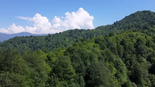 Wild Forests And Cloudy Blue Sky