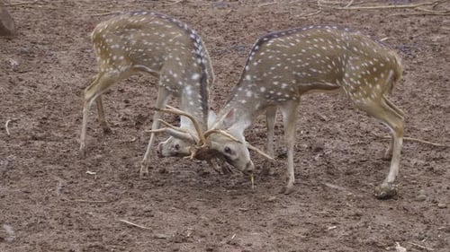 spotted deer