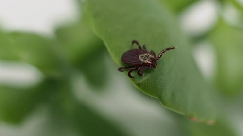 Infectious parasitic ixodid ticks insects on a green leaf.