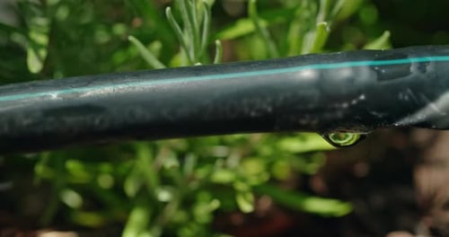 Closeup of a Black Drip Irrigation Hose with a Water Droplet Surrounded By Lush Green Foliage
