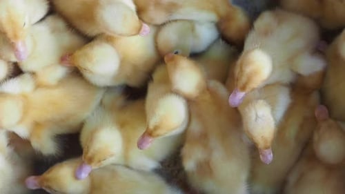 Many Little Ducklings Crawl Together Hatching Yellow Fluffy Ducklings