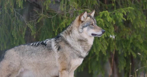 Beautiful Grey Wolf Standing in the Forest Observing