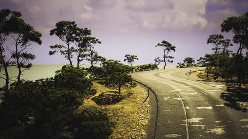 Calm and Scenic Trail Featuring Towering Pines and Gentle Sky