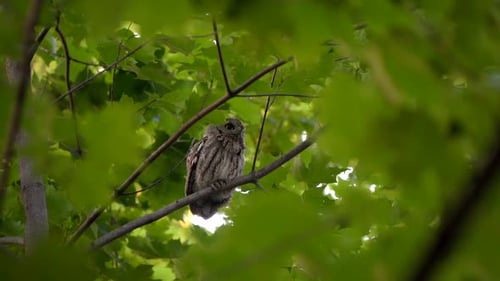A perched eastern screech owl abruptly turns its head.
