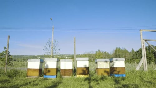 Row Of Beehive Apiary Boxes Beside Garden Wire Fence With Blue Skies Above. Low Angle Shot