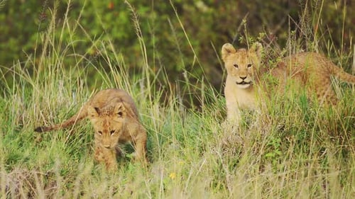 Junge Löwenbabys und Mutter, die sich im üppigen Grün in dichter Vegetation ausruhen, African Wildlife i