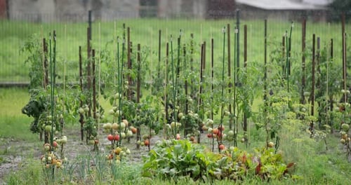 Heavy Rainfall in Vegetable Garden