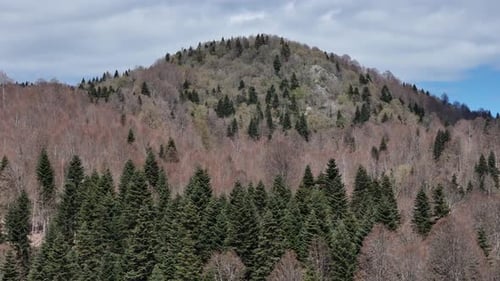 Pinien und Wald