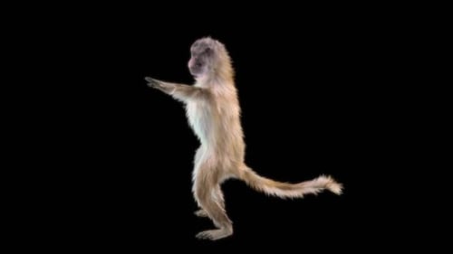 42 Monkey Dance HD
